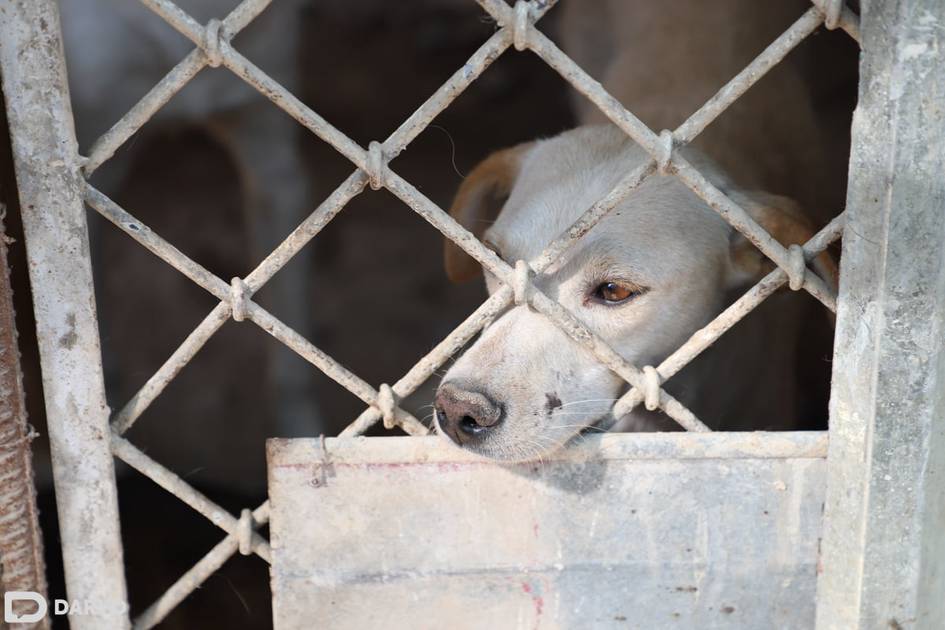 Общество и ответственность: как реагировать на жестокость к животным 